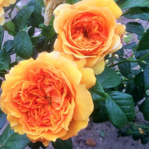 Rozen bestellen en bezorgen - Rosa Leah Tutu™ - geel - nostalgische roos - zacht geurende roos - Heather M. Horner - -